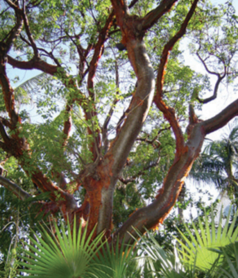 10 Native Trees For Volusia County and Why You Should Plant Them