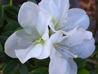 Azalea