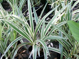 Aztec Grass