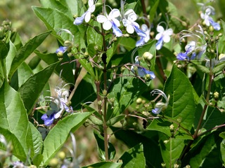 Blue Butterfly Clerodendron