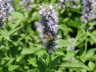 Blue Fortune Hyssop