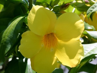 Brown Bud Allamanda