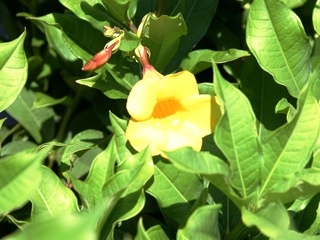 Bush Allamanda