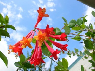 Cape Honeysuckle