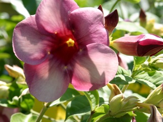 Cherries Jubilee Allamanda