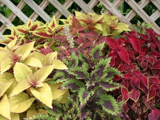 Coleus