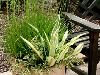 Container Planting