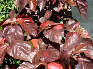 Copper leaf