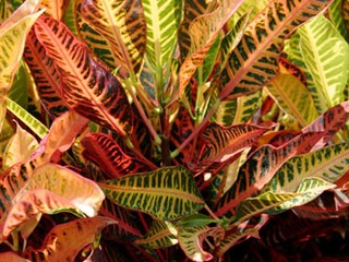 Croton