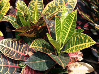 Croton Petra