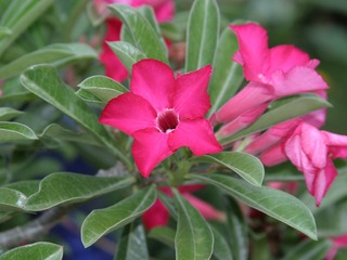 Desert Rose