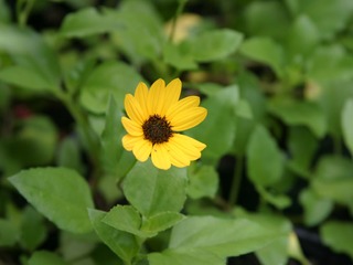 Dune Daisy