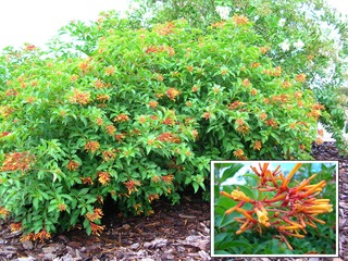 Firebush - Non Native