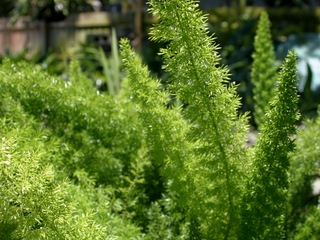 Foxtail Fern