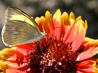 Gaillardia