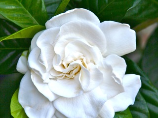 Gardenia