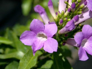 Garlic Vine