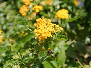 Gold Lantana