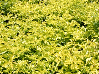 Gold Mound Duranta