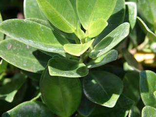 Green Island Ficus