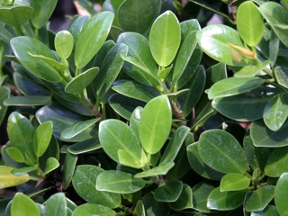 Green Island Ficus