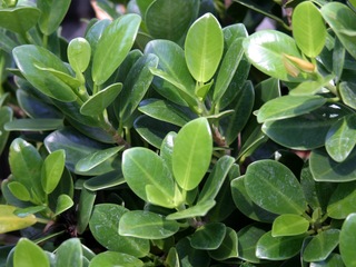 Green Island Ficus