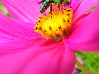 Green Metallic Bee on Cosmos