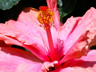 Hibiscus