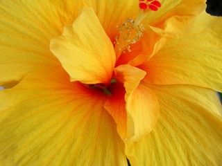 Hibiscus