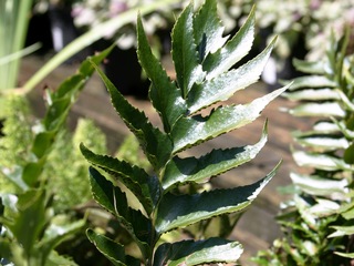 Holly Fern