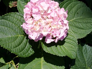 Hydrangea