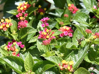 Lantana