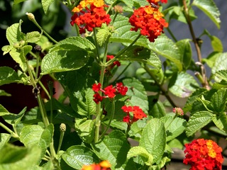 Lantana