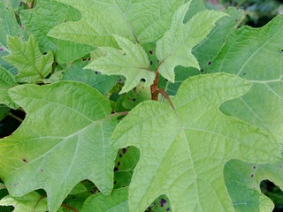Oak Leaf Hydrangea