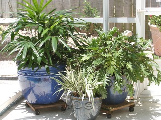 Pool Patio Plants