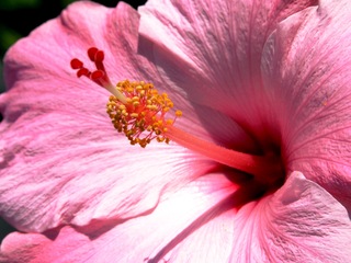 Seminole Pink Hibiscus