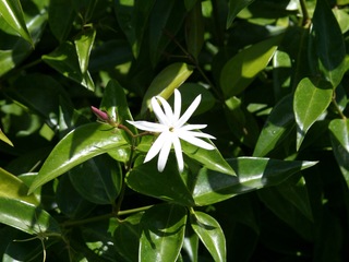 Star Jasmine