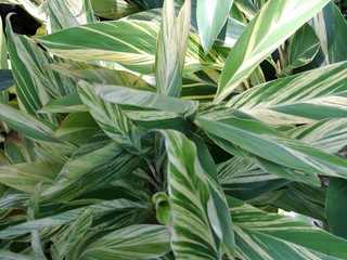 Variegated Shell Ginger