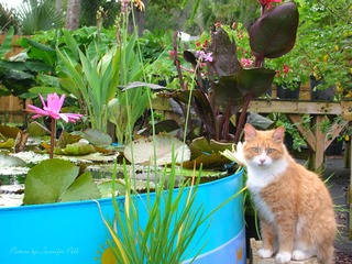 Water Garden Plants and Curly the Cat