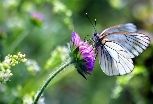 Daytona Beach Nursery Explains How to Attract Butterflies and Birds to Your Outdoor Space
