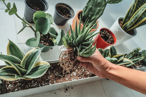 Repotting Basics for New Smyrna Beach Landscaping: Keep Your Plants Happy During the Move