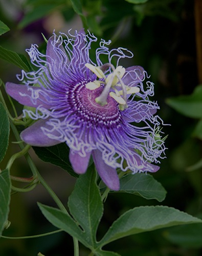 Plan your perfect garden at our New Smyrna Beach plant nursery.